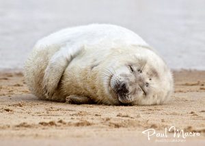 Horsey Seal Pup Dreaming