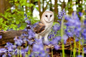 Barn Owl in Bluebells