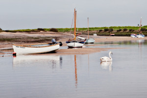 Swan in the Creek Burnham Overy Staithe