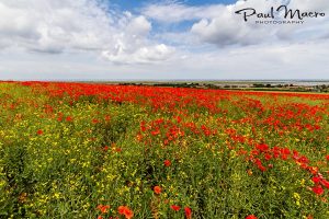 Poppies at Brancaster Staithe