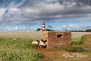 Happisburgh Lighthouse with Sheep