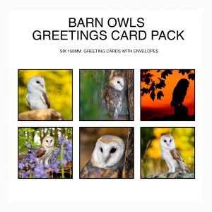 Barn Owl Square Greetings Card Packs