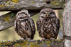 Little Owls on a Gate