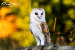 Barn Owl in the Autumn