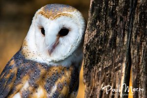 Barn Owl