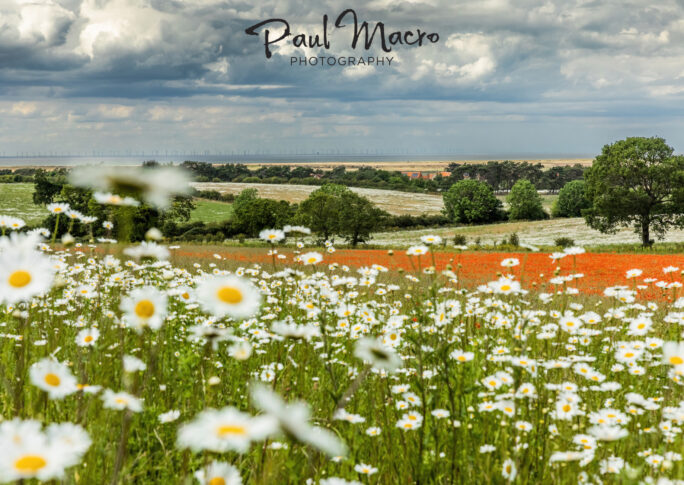 Poppies & Daisies near Brancaster Staithe