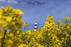 Golden Oilseed Rape Fields Happisburgh Lighthouse