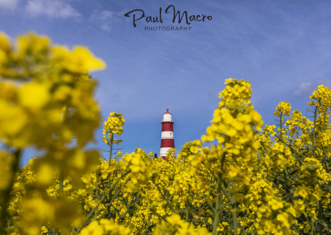 Golden Oilseed Rape Fields Happisburgh Lighthouse