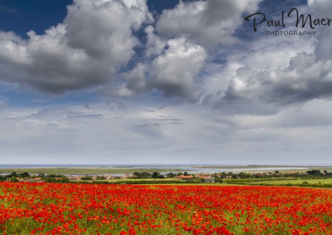 Poppies & Clouds at Brancaster Staithe